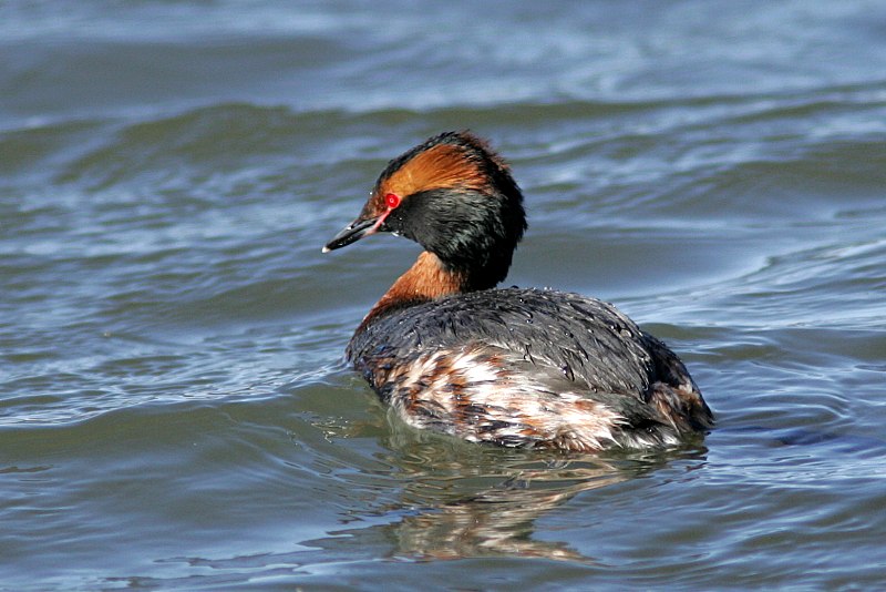 Mustakurkku-uikku, Slavonian Grebe (Podiceps auritus)
