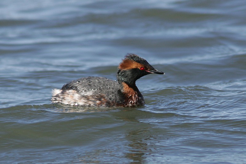 Mustakurkku-uikku, Slavonian Grebe (Podiceps auritus)