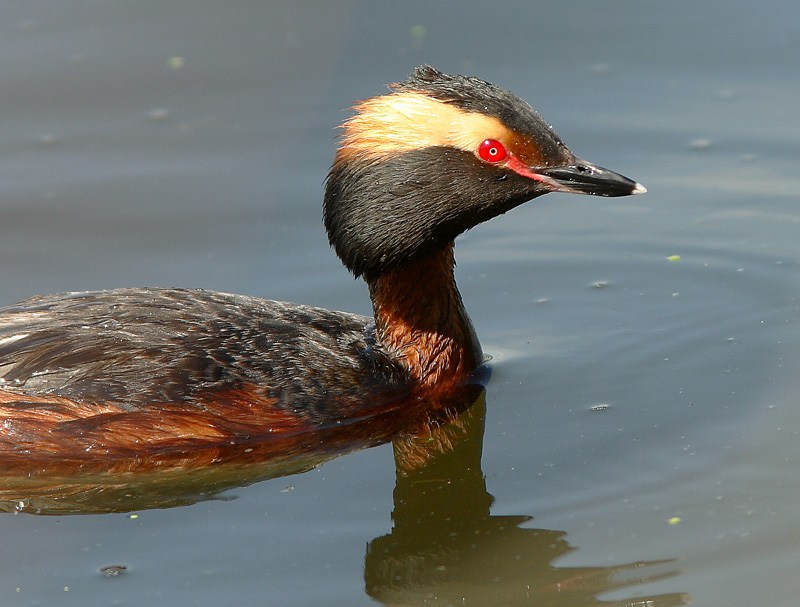 Mustakurkku-uikku, Slavonian Grebe (Podiceps auritus)