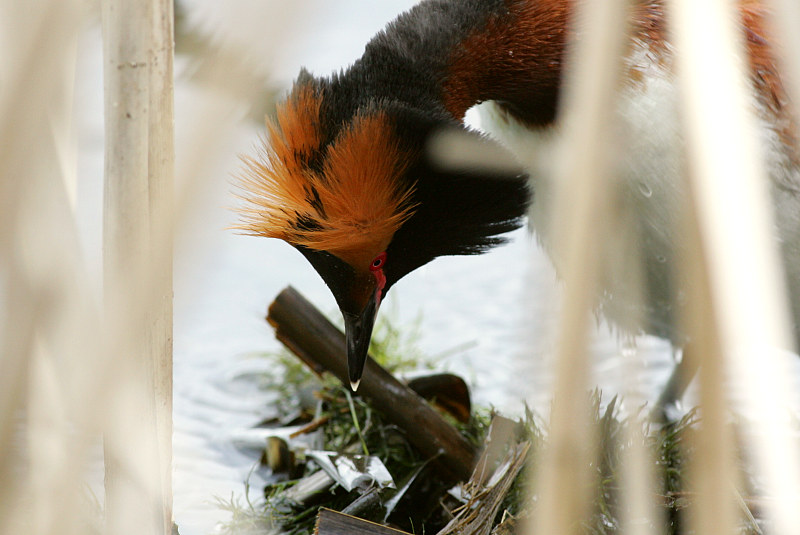 Mustakurkku-uikku, Slavonian Grebe (Podiceps auritus)