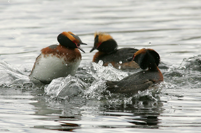 Mustakurkku-uikku, Slavonian Grebe (Podiceps auritus)