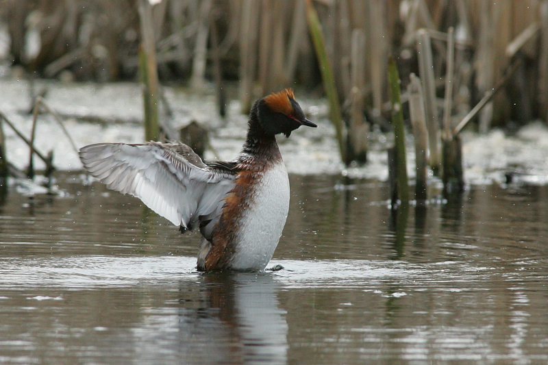 Mustakurkku-uikku, Slavonian Grebe (Podiceps auritus)