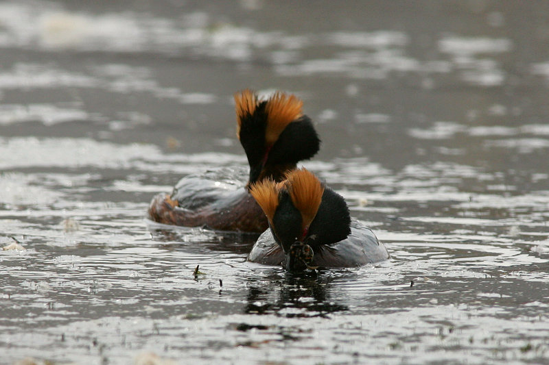 Mustakurkku-uikku, Slavonian Grebe (Podiceps auritus)