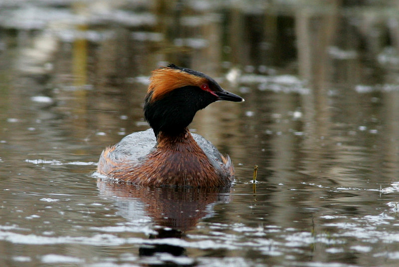 Mustakurkku-uikku, Slavonian Grebe (Podiceps auritus)