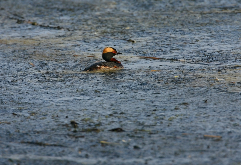 Mustakurkku-uikku, Slavonian Grebe (Podiceps auritus)