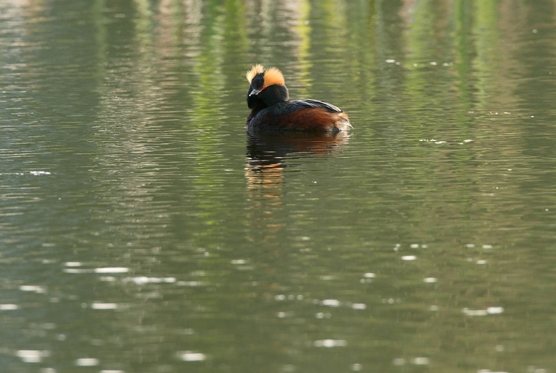 Mustakurkku-uikku, Slavonian Grebe (Podiceps auritus)