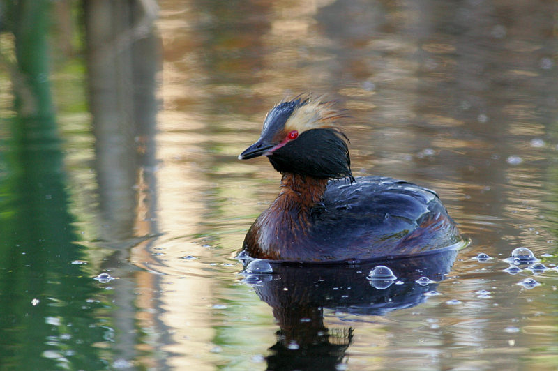 Mustakurkku-uikku, Slavonian Grebe (Podiceps auritus)