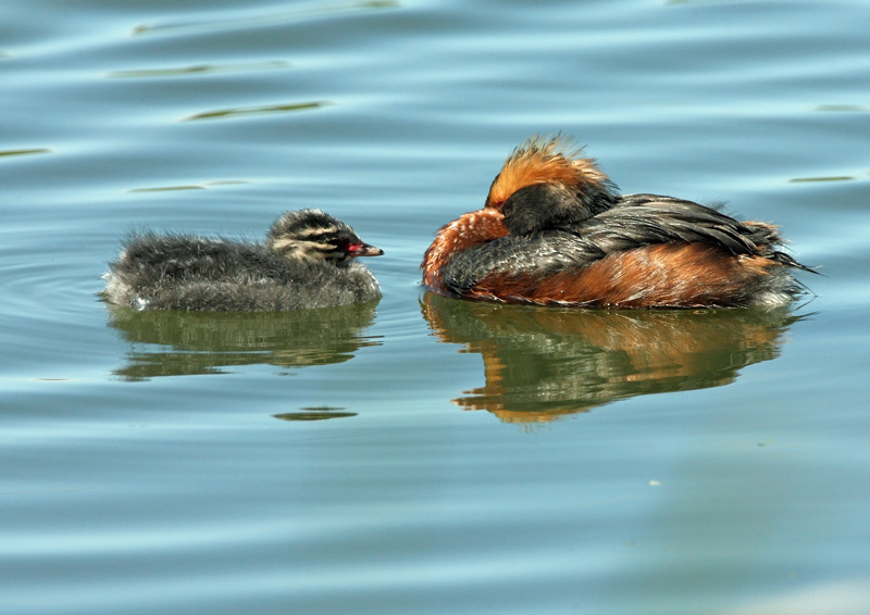 Mustakurkku-uikku, Slavonian Grebe (Podiceps auritus)