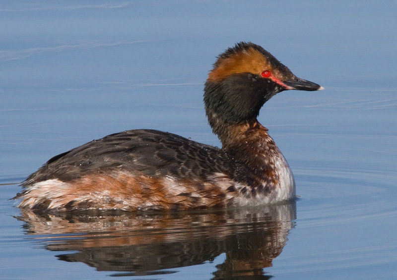 Mustakurkku-uikku, Slavonian Grebe (Podiceps auritus)