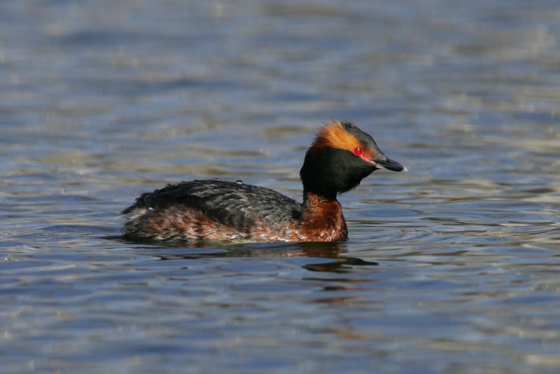 Mustakurkku-uikku, Slavonian Grebe (Podiceps auritus)