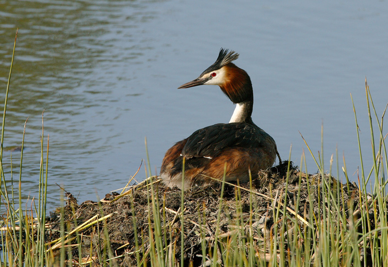 Silkkiuikku Podiceps cristatus
