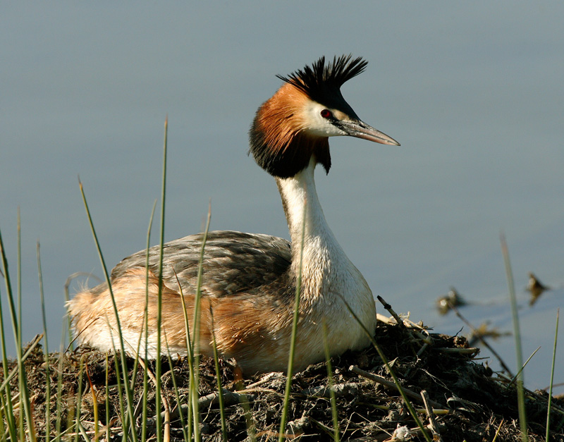 Silkkiuikku Podiceps cristatus