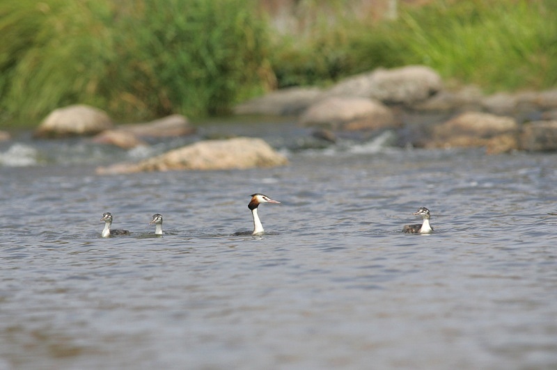 Silkkiuikku Podiceps cristatus