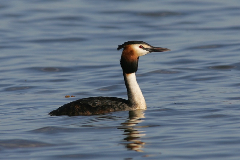 Silkkiuikku Podiceps cristatus