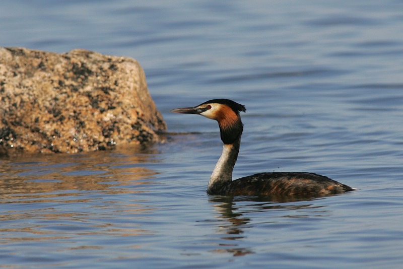 Silkkiuikku Podiceps cristatus