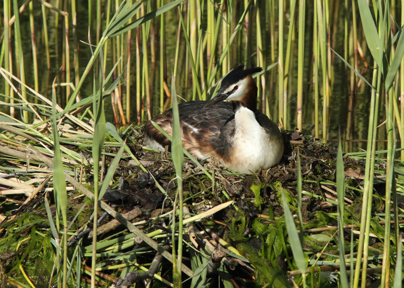 Silkkiuikku Podiceps cristatus