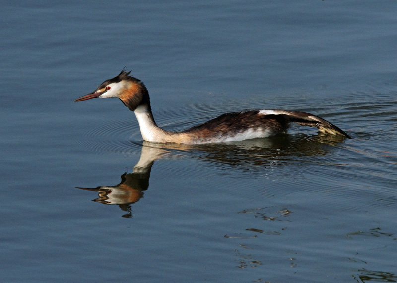Silkkiuikku Podiceps cristatus