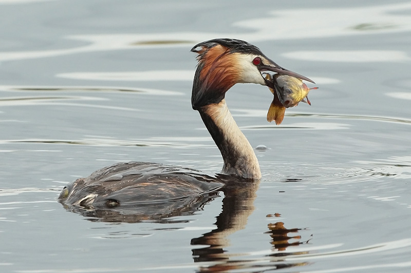 Silkkiuikku Podiceps cristatus