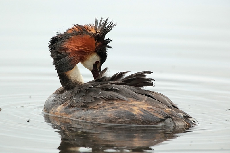 Silkkiuikku Podiceps cristatus