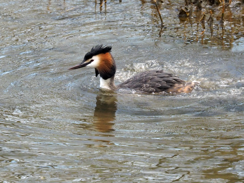 Silkkiuikku Podiceps cristatus