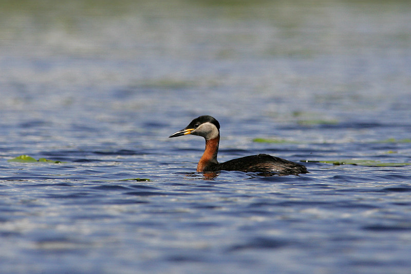 H�rk�lintu, Red-necked Grebe (Podiceps grisegena)