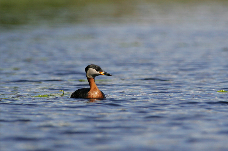 H�rk�lintu, Red-necked Grebe (Podiceps grisegena)