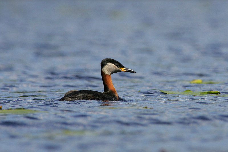 H�rk�lintu, Red-necked Grebe (Podiceps grisegena)