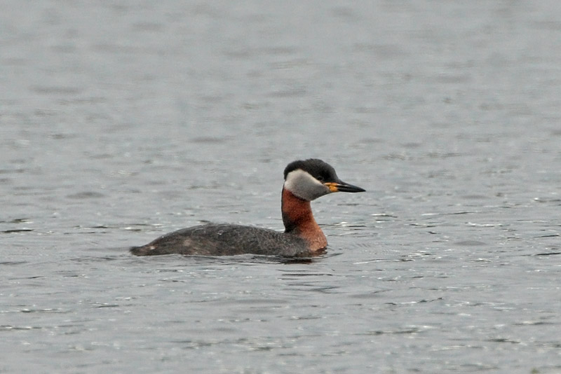 H�rk�lintu, Red-necked Grebe (Podiceps grisegena)
