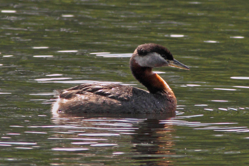 H�rk�lintu, Red-necked Grebe (Podiceps grisegena)