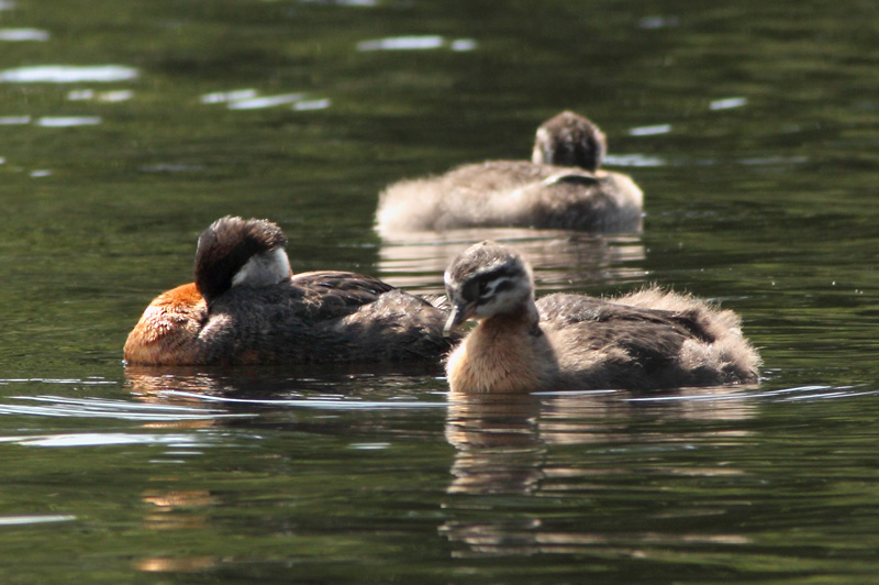 H�rk�lintu, Red-necked Grebe (Podiceps grisegena)