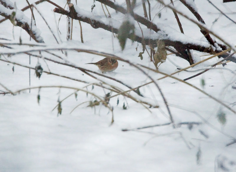 Mustakurkkurautiainen (Prunella atrogularis)