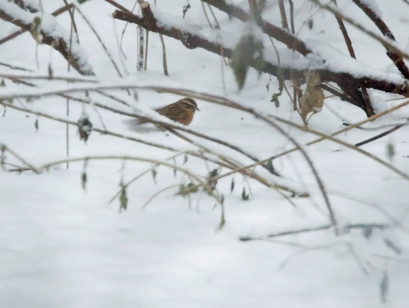 Mustakurkkurautiainen (Prunella atrogularis)