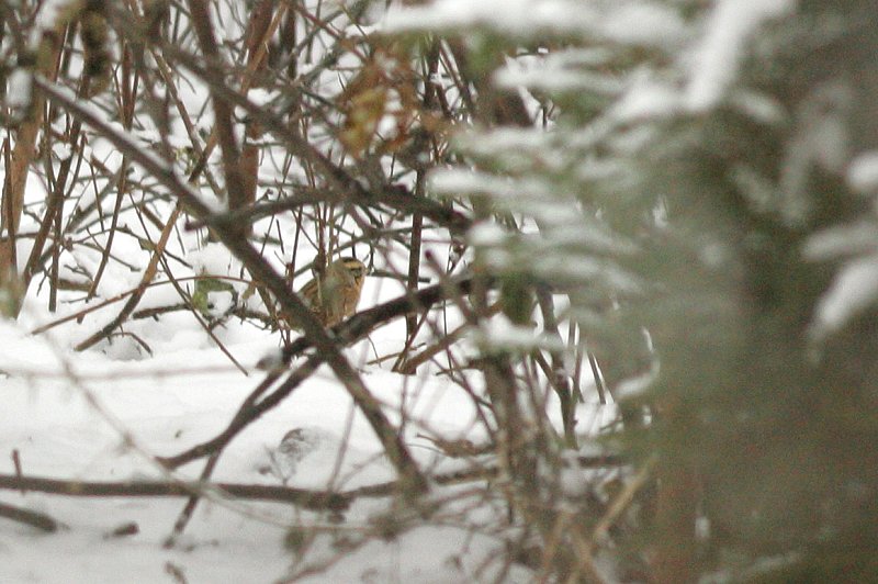 Mustakurkkurautiainen (Prunella atrogularis)