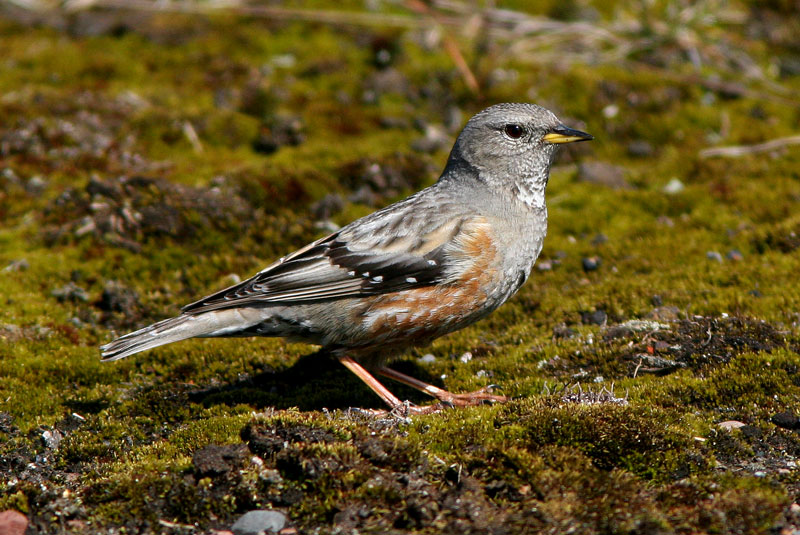 Alppirautiainen