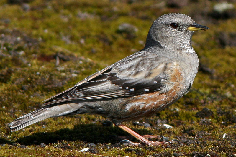 Alppirautiainen