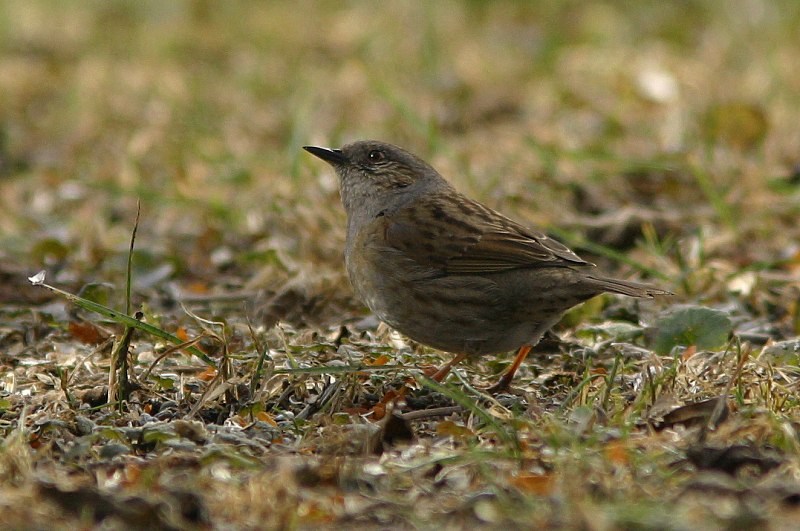 Rautiainen (Prunella modularis)