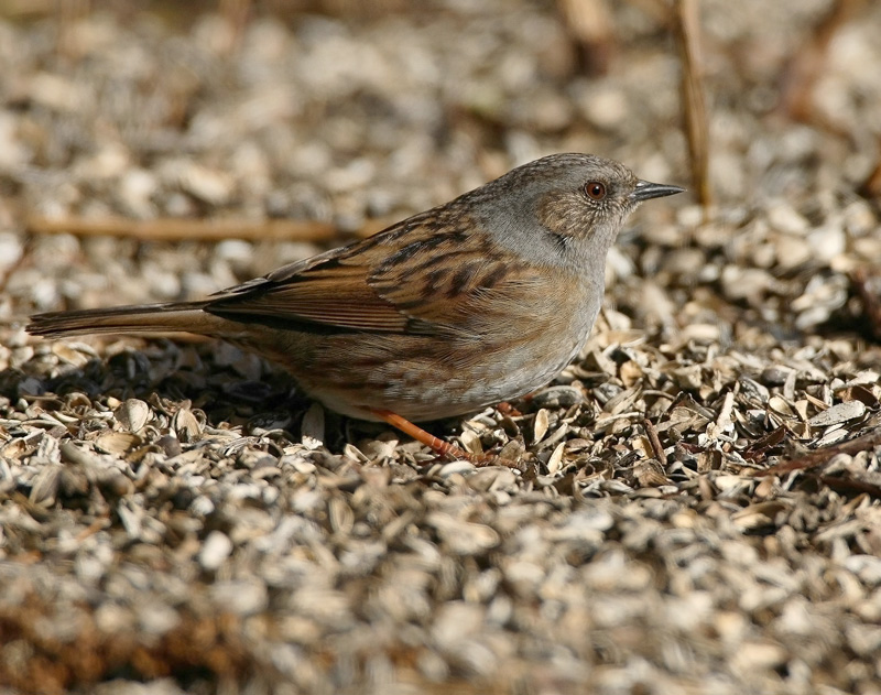 Rautiainen Dunnock (Prunella modularis)