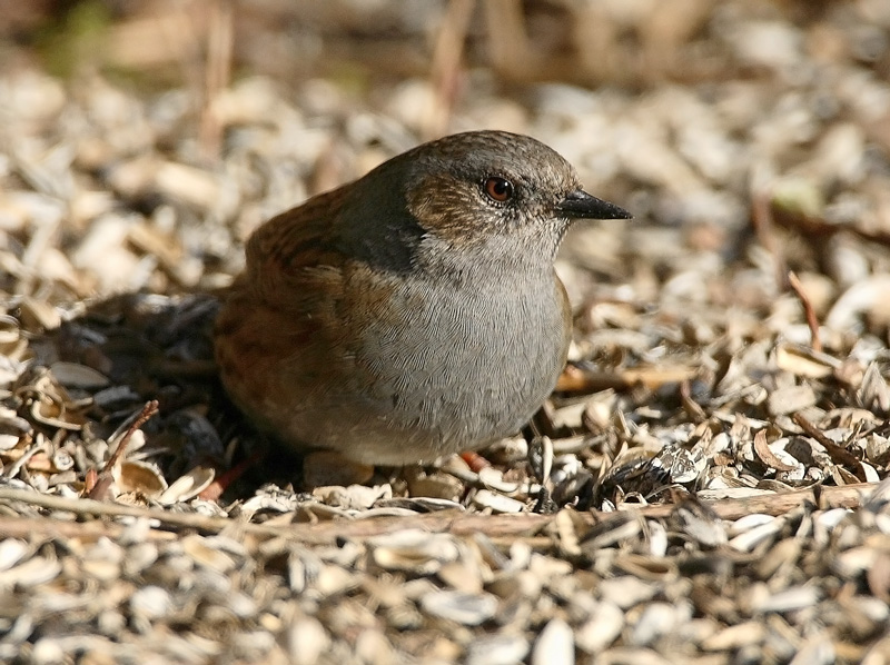 Rautiainen Dunnock (Prunella modularis)