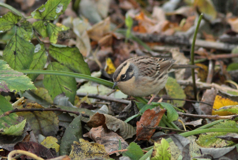 Rautiainen Dunnock (Prunella modularis)