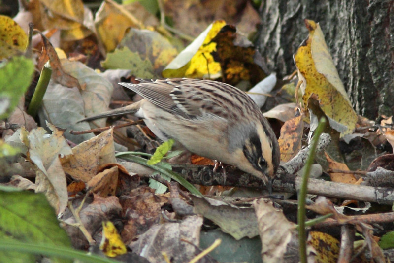 Rautiainen Dunnock (Prunella modularis)