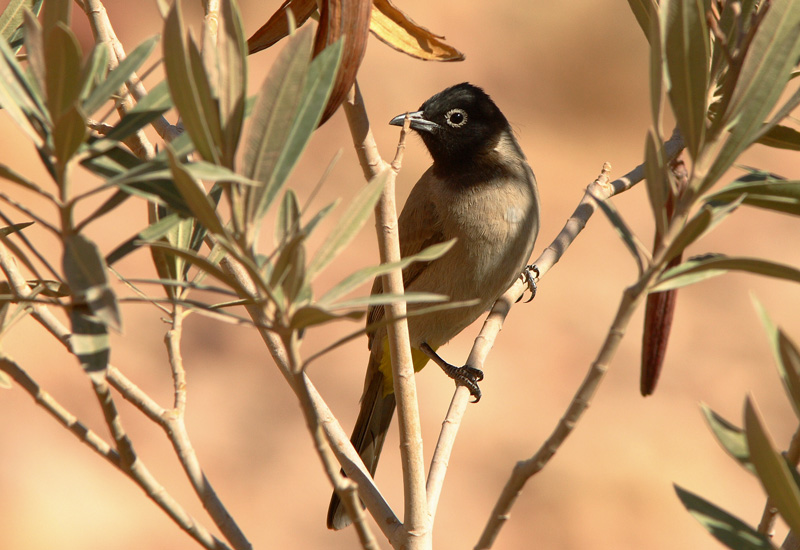 Arabianbulbuli Pycnonotus xanthopygos