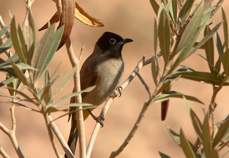 Arabianbulbuli Pycnonotus xanthopygos