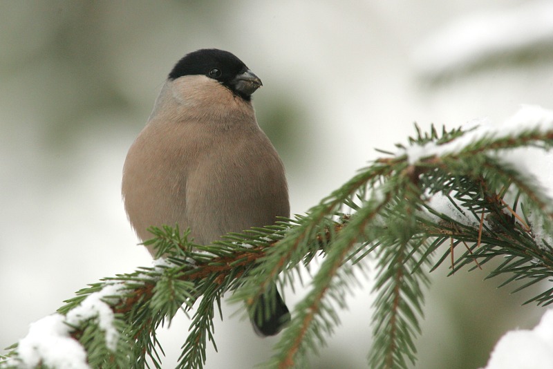 Punatulkku (Pyrrhula pyrrhula)