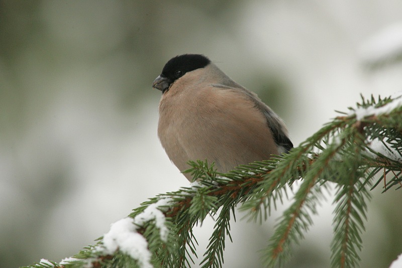 Punatulkku (Pyrrhula pyrrhula)