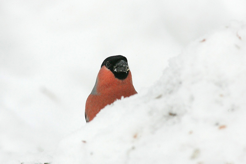 Punatulkku (Pyrrhula pyrrhula)