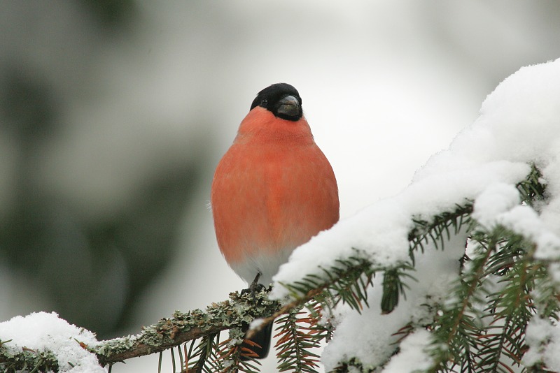 Punatulkku (Pyrrhula pyrrhula)