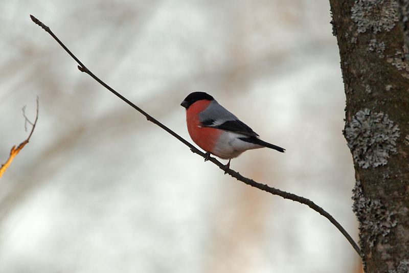 Punatulkku (Pyrrhula pyrrhula)