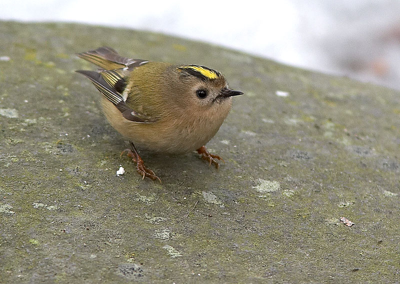 Hippi�inen Regulus regulus