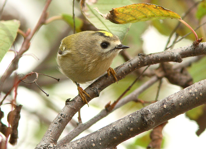 Hippi�inen Regulus regulus