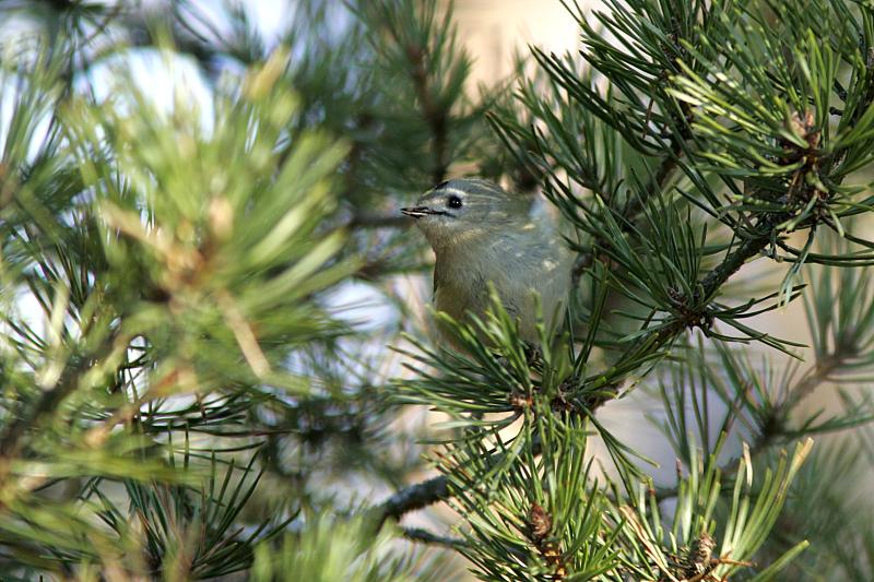 Hippi�inen Regulus regulus